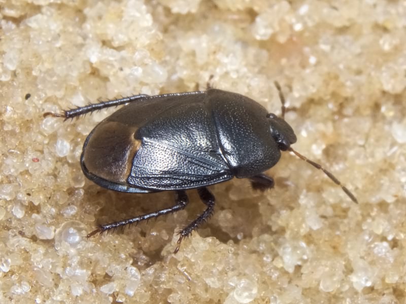Sehirus luctuosus Mulsant & Rey, 1866